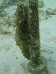 This Yellow Sea Horse never let me out of his sight by Chris Lawford 